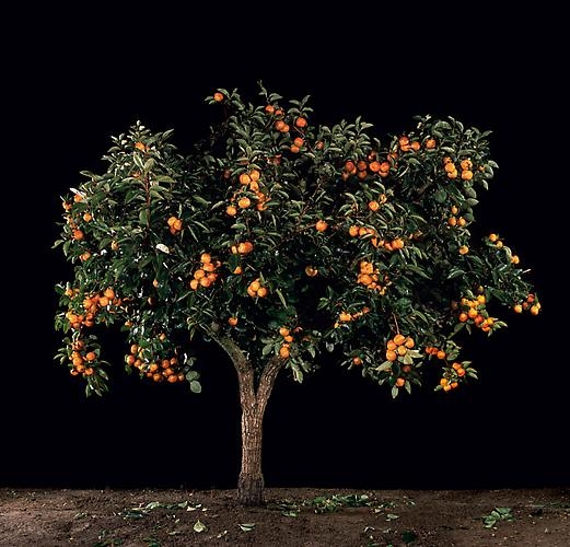 TAL SHOCHAT, Afarsemon (Persimmon), 2011