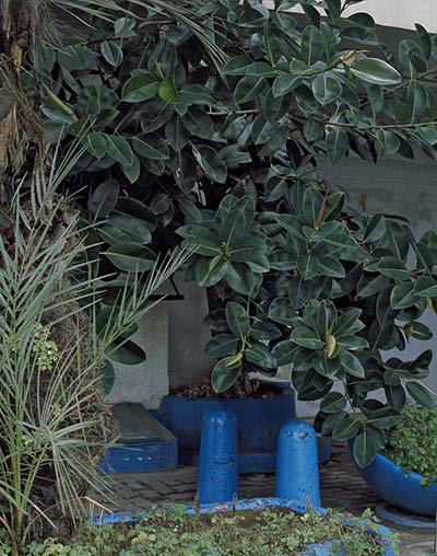SHARON YA'ARI, Ficus Elastica, HaRackevet Street, Tel Aviv, 2008