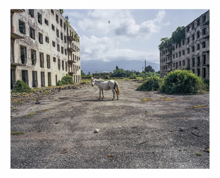Horse, Abkhazia, 2015