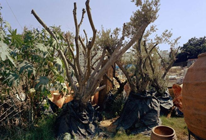 Daniel Bauer, Castor and Olives, 2005