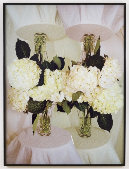 White Rose Romeo, 2011, Inkjet photographs mounted on drywall, framed