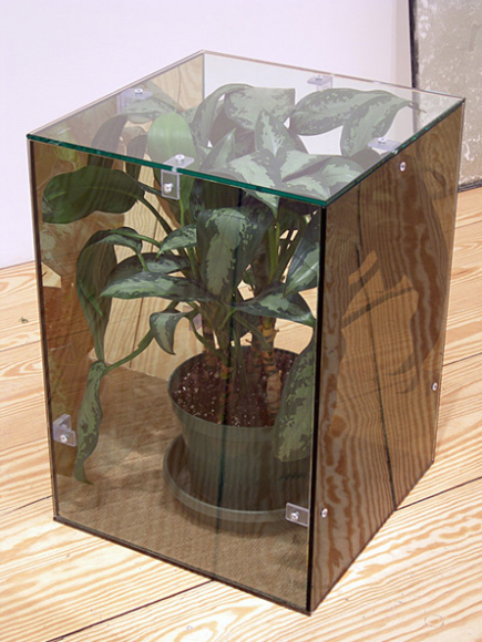 Too Soon (Silver Queen), 2009, glass, 2-way mirror, rug, plant, plexiglass