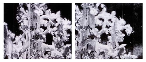 Parnassus, 2003 , graphite on paper (in two parts)