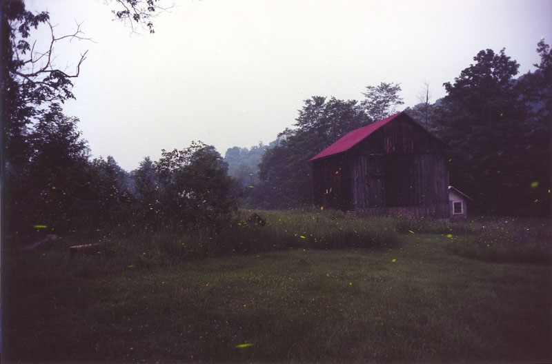 Fireflies, 2002, c-print 