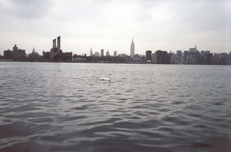 NYC Swan, 2002, c-print 