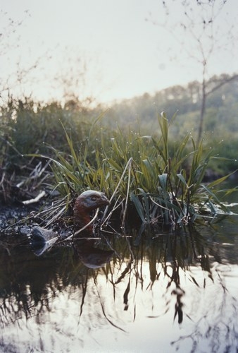 Ground Duck, 2004, c-print