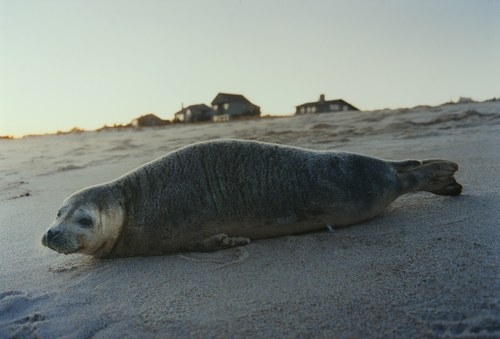 Seal, 2004, c-print