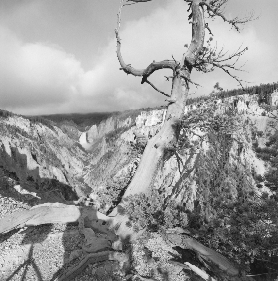 Lee Friedlander Yellowstone National Park, Wyoming, 1993 / Printed 2003