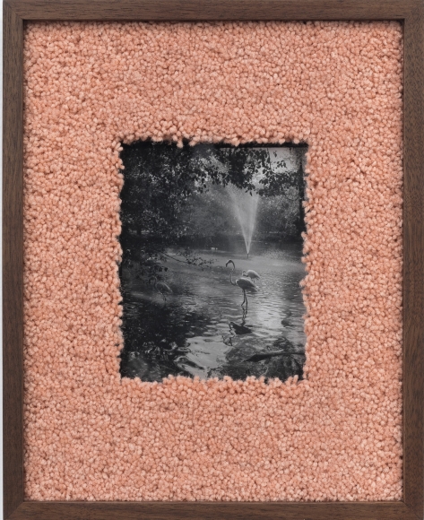 Elad Lassry, Flamingos, 2017