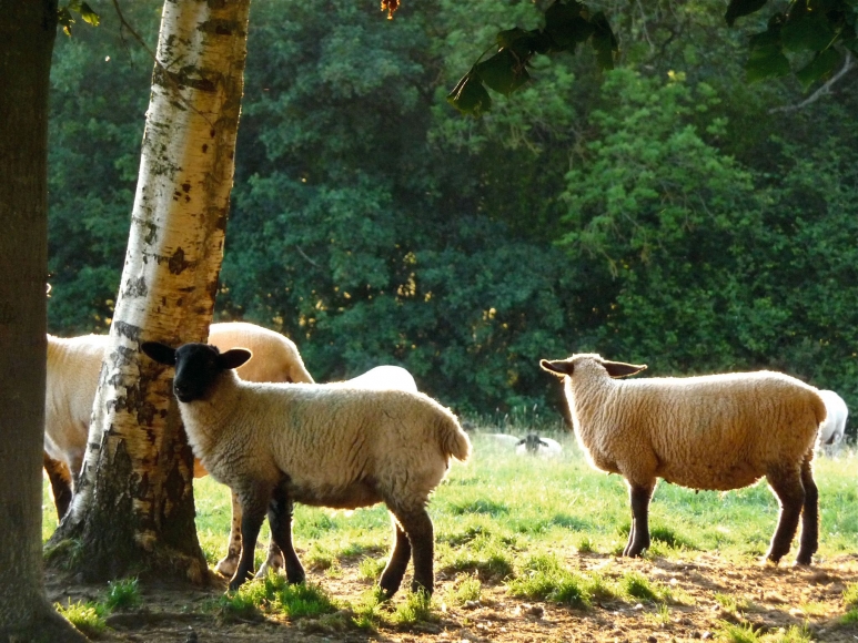 Karen Kilimnik, the pretty sheep in the golden english afternoon sunlight