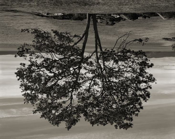 Rodney Graham, Gary Oak, Galiano Island, 2012