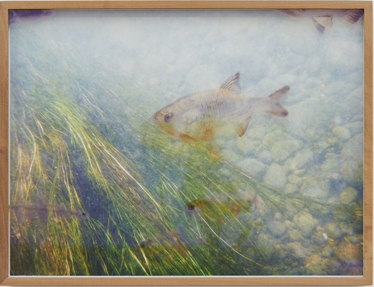 Marina Pinsky, Rhine Riverbed 29, 2011