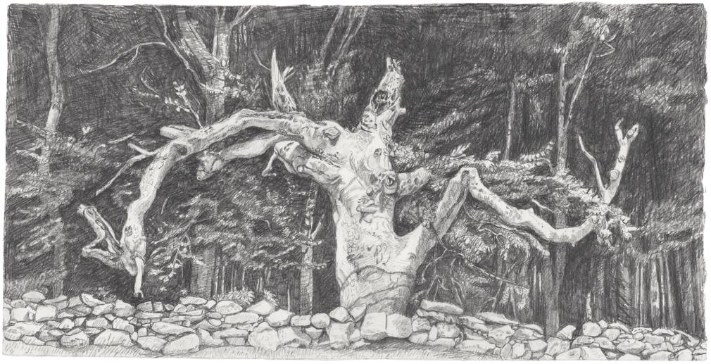 Beech, 2015