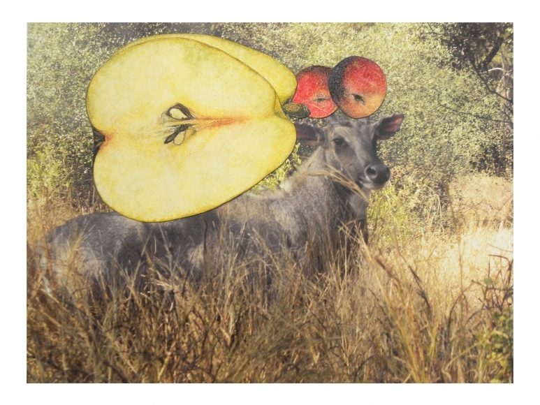 Avishek Sen Untitled (Cow and Apples), 2014 Watercolor and collage on print 12.50h x 17w in
