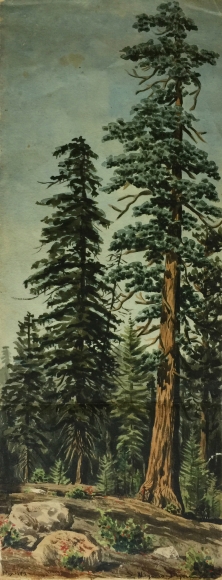 MAYNARD DIXON REDWOODS CALIFORNIA WATERCOLOR1890s EARLY
