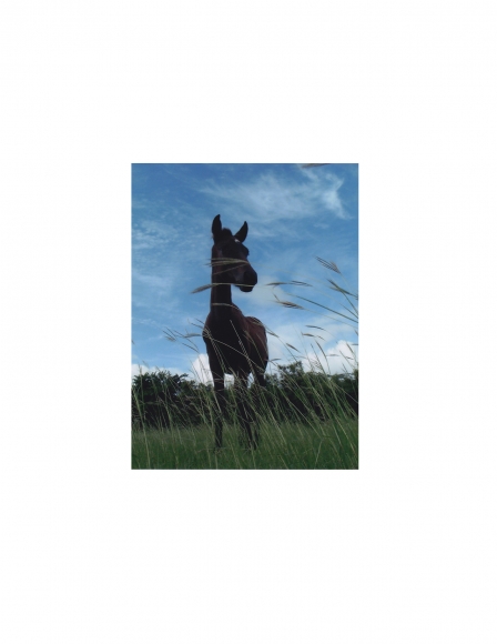 Vieques Horse TEST Prints, David Krueger, horse portraits, K4 5411