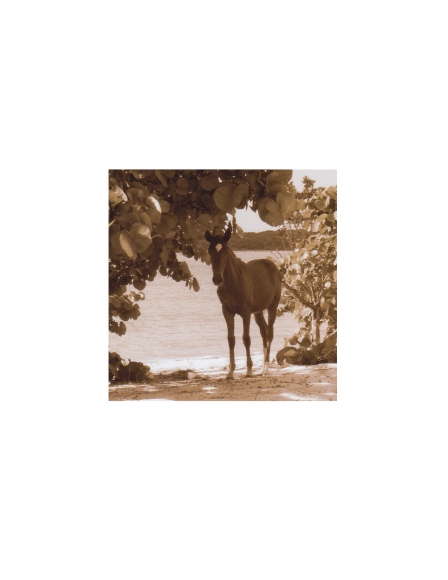 Vieques Horse TEST Prints, David Krueger, horse portraits, K4 5420