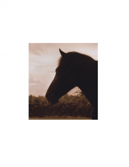 David Krueger, Vieques Horses , Horse Portraits, DG Krueger, K4 5486 (gloss/sepia)