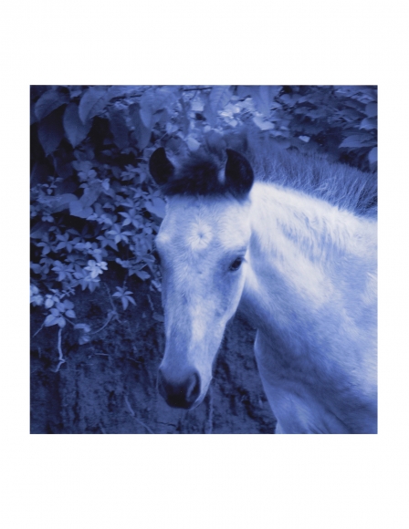 Vieques Horse TEST Prints, David Krueger, horse portraits, P4 0696