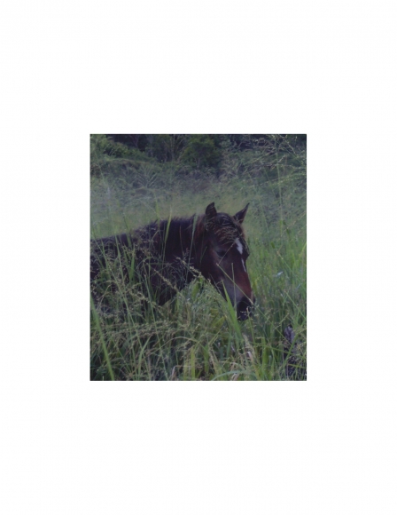David Krueger, Vieques Horses , Horse Portraits, DG Krueger, K4 5090 (gloss/color)