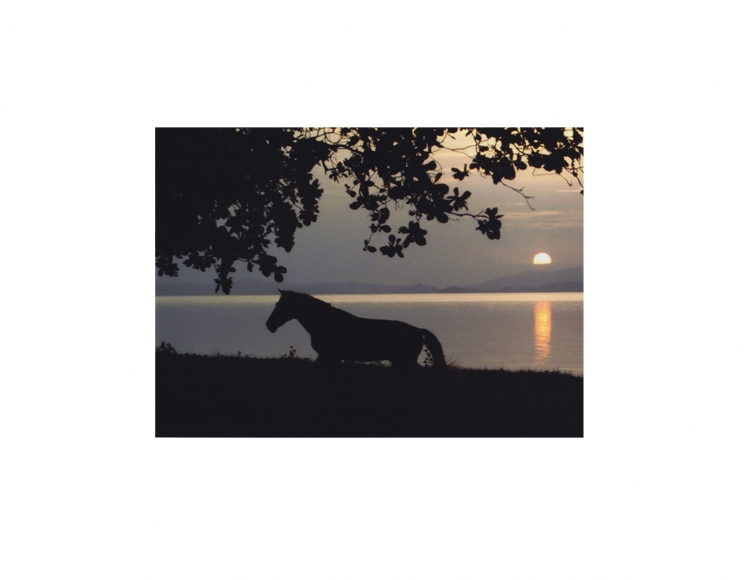 David Krueger, Vieques Horses , Horse Portraits, DG Krueger, K4 5015 (gloss/color)