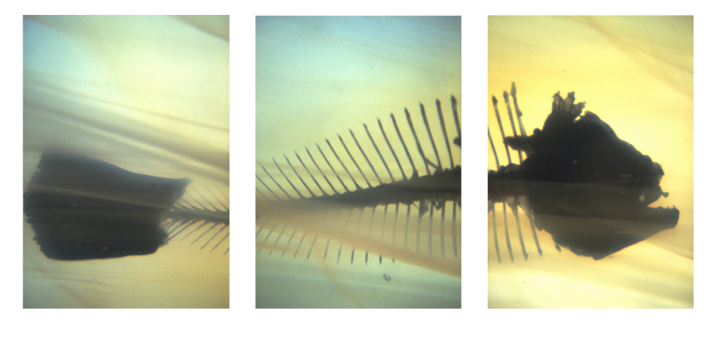 You Are Here, DG Krueger, conceptual photographs, 1997