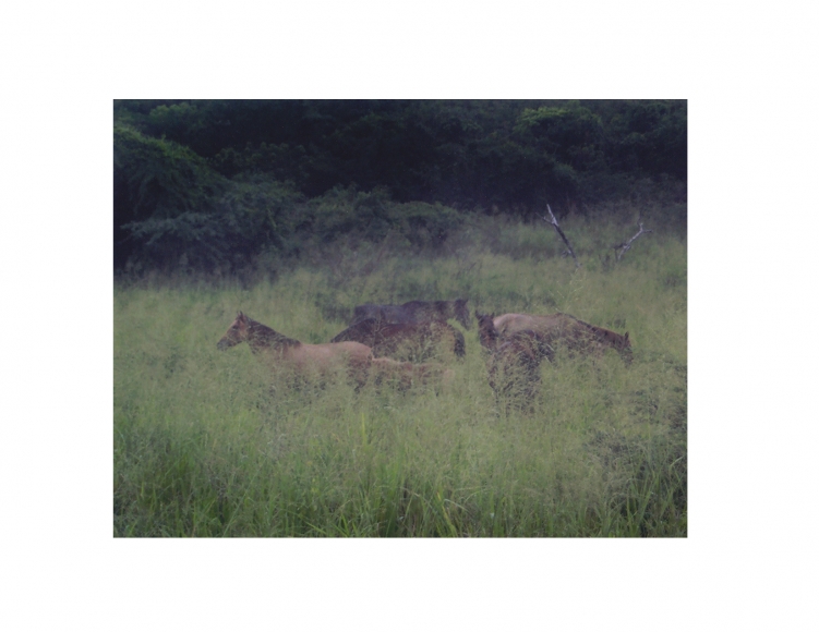 David Krueger, Vieques Horses , Horse Portraits, DG Krueger, K4 5056 (gloss/color)