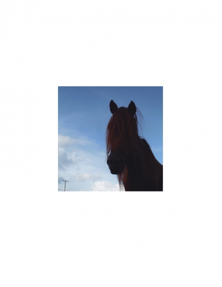 David Krueger, Vieques Horses , Horse Portraits, DG Krueger, test print, K4 4965 (gloss/color)