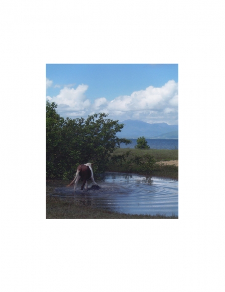 David Krueger, Vieques Horses , Horse Portraits, DG Krueger, K4 5280 (gloss/color)