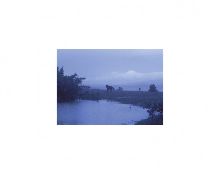 Vieques Horse TEST Prints, David Krueger, horse portraits, K4 5393, 2004
