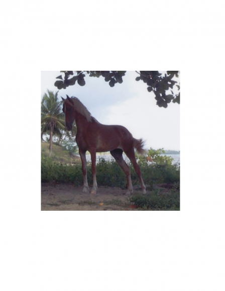 David Krueger, Vieques Horses , Horse Portraits, DG Krueger, K3 1718 (Gloss/color)