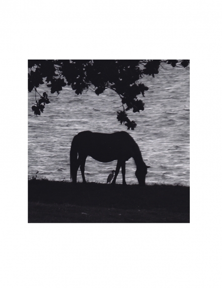 Vieques Horse TEST Prints, David Krueger, horse portraits, P4 0217 (gloss/ B/W)