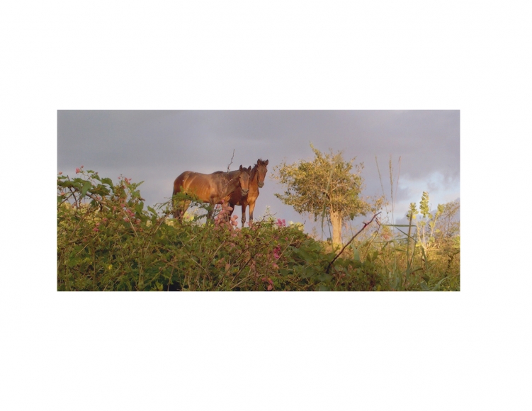 DG Krueger, Vieques Horse Portraits, K4 4450 (color gloss) 3.5 by8