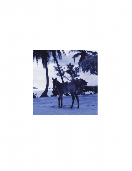 David Krueger, Vieques Horses , Horse Portraits, DG Krueger, test print, K4 5481 ((gloss/blue)