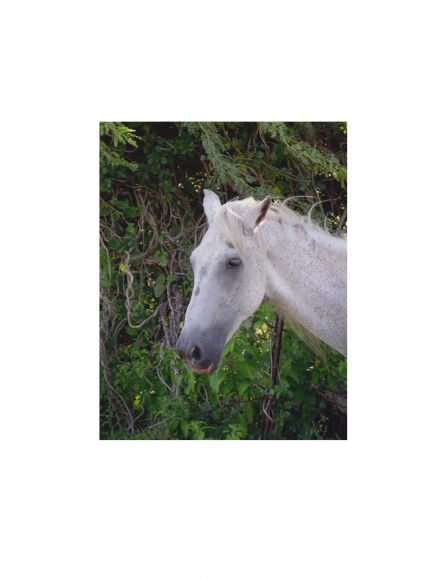 David Krueger, Vieques Horses , Horse Portraits, DG Krueger, P4 0266 (gloss/color)