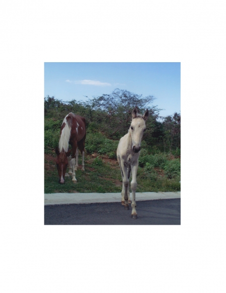 David Krueger, Vieques Horses , Horse Portraits, DG Krueger, test print, K4 4074 (gloss/color)