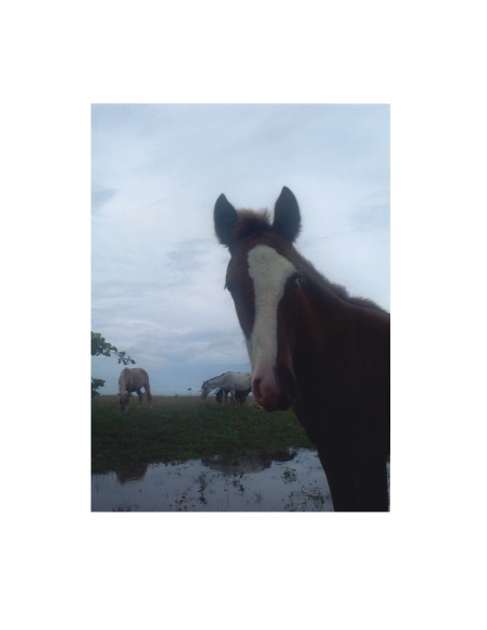 Vieques Horses, David Krueger, horse portraits, K4 5347, 2004 (color/gloss)