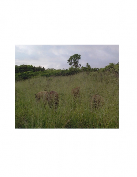 David Krueger, Vieques Horses , Horse Portraits, DG Krueger, K4 5046 (gloss/color)