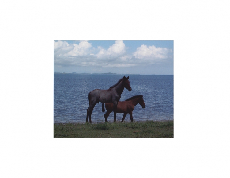 David Krueger, Vieques Horses , Horse Portraits, DG Krueger, test print, K4 5128 (matt/color)