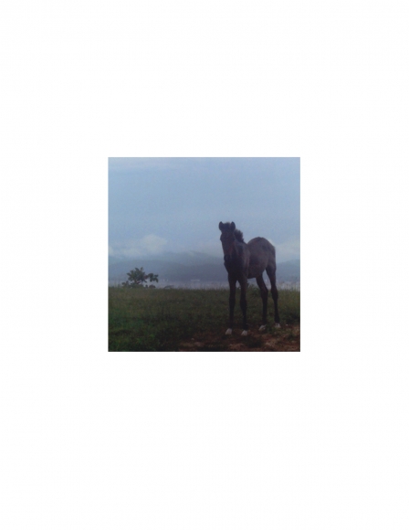 David Krueger, Vieques Horses , Horse Portraits, DG Krueger, K4 5349 (gloss/color)