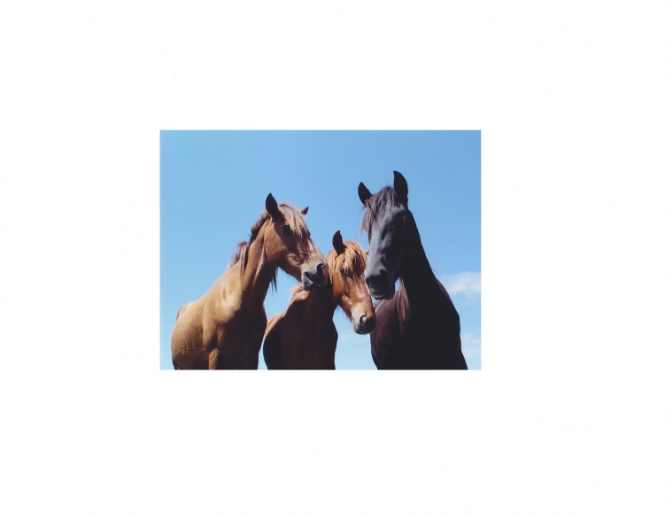 David Krueger, Vieques Horses , Horse Portraits, DG Krueger, K3 3269 (gloss/color)