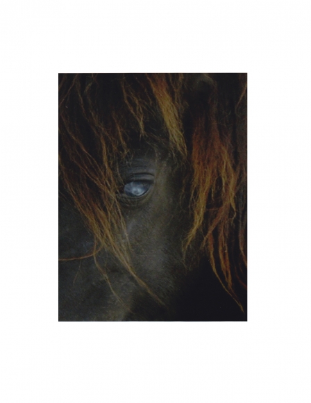 P4 1033 (gloss/color)
