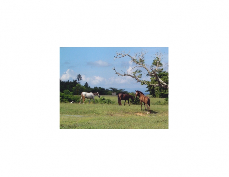 David Krueger, Vieques Horses , Horse Portraits, DG Krueger, test print, K4 5104 (gloss/color)