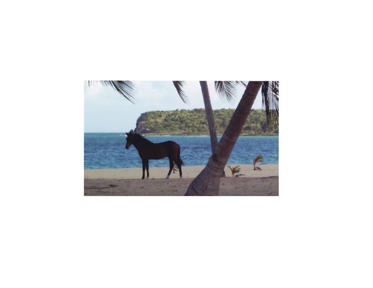 David Krueger, Vieques Horses , Horse Portraits, DG Krueger, test print, K4 4179 (gloss/color)