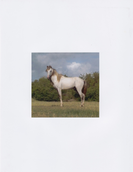 DG Krueger, Vieques Horse Portraits, K4 4697, color gloss, 4x4.125