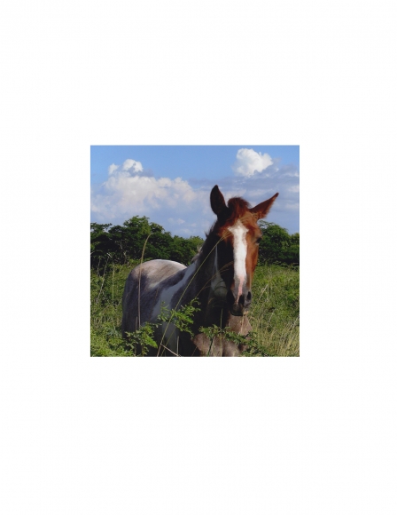 David Krueger, Vieques Horses , Horse Portraits, DG Krueger, test prints, P4 0253 (gloss/color)