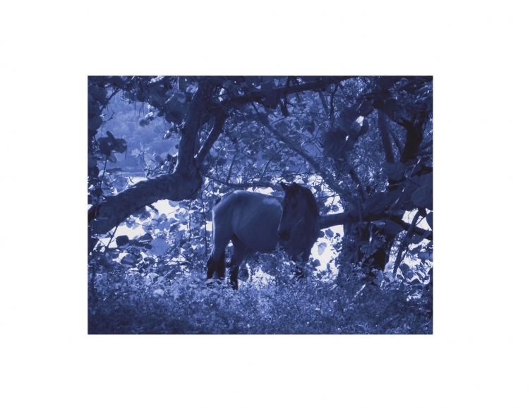David Krueger, Vieques Horses , Horse Portraits, DG Krueger, P5 1447 (matt/blue)