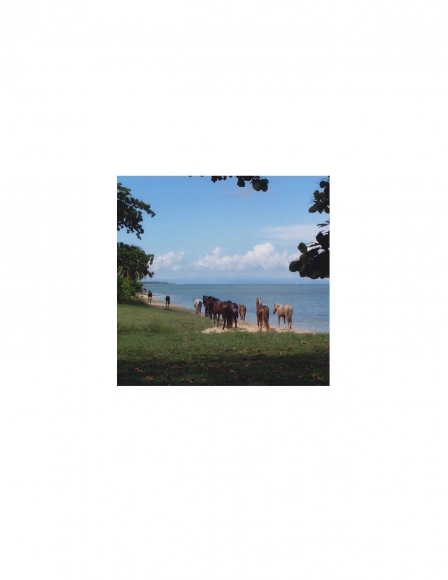 David Krueger, Vieques Horses , Horse Portraits, DG Krueger, K4 5131 (gloss/color)