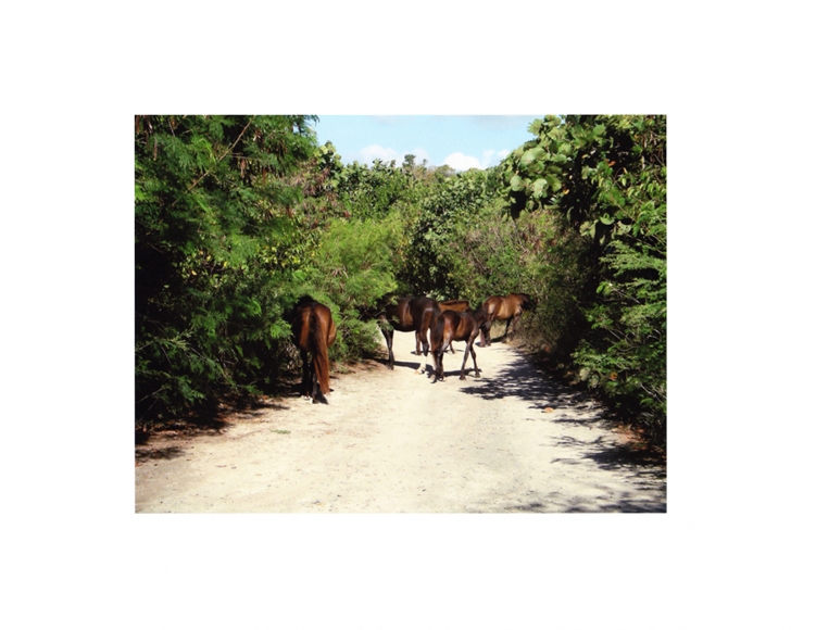 Vieques Horse TEST Prints, David Krueger, horse portraits, P5 1574 (matt/color)