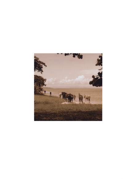 David Krueger, Vieques Horses , Horse Portraits, DG Krueger, test print, K4 5131 (gloss/sepia)
